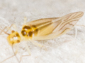 Valenzuela flavidus